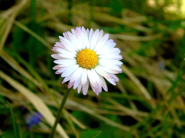 Uma Legenda Incrível Algumas Flores Primavera Aldeia Com Céu Azul — Fotografia de Stock