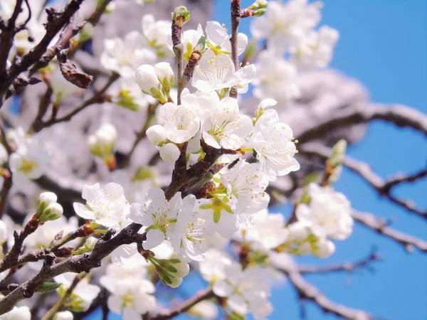 Úžasný Titulek Některých Jarních Květů Vesnice Modrou Oblohou Pozadí Mraky — Stock fotografie