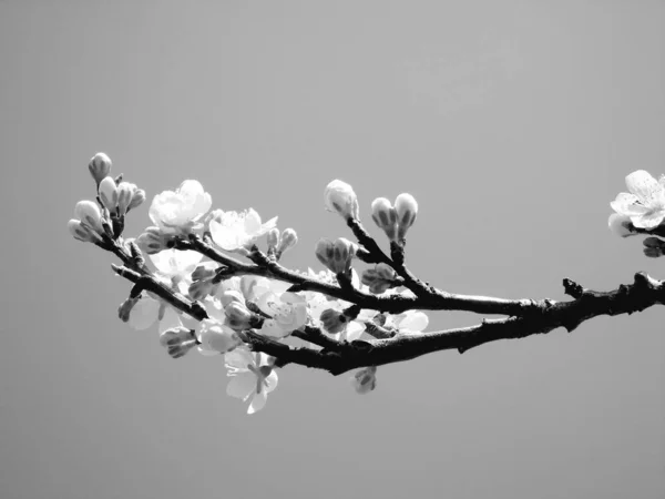 Een Verbazingwekkend Bijschrift Van Enkele Voorjaarsbloemen Uit Het Dorp Met — Stockfoto