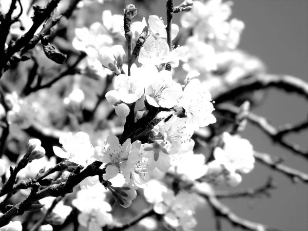 Niesamowity Podpis Niektórych Wiosennych Kwiatów Wioski Błękitnym Niebem Tle Chmur — Zdjęcie stockowe