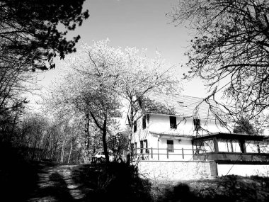 Köyde pembe beyaz ve yeşil çiçekleri ile bazı bahar çiçeği ağaçlarının inanılmaz bir başlık. Berrak bir gökyüzünün inanılmaz bir arka planı.