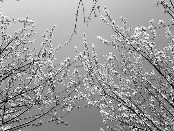 Niesamowity Podpis Niektórych Drzew Wiosennych Kwiatów Różowymi Białymi Zielonymi Kwiatami — Zdjęcie stockowe
