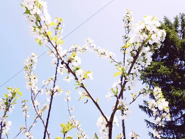 Удивительная Подпись Некоторым Весенним Деревьям Розовыми Белыми Зелеными Цветами Деревне — стоковое фото