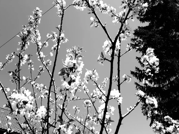 Een Verbazingwekkend Bijschrift Van Enkele Lente Bloesem Bomen Met Roze — Stockfoto