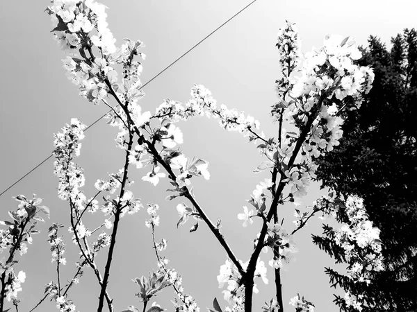 一个惊人的标题 一些春天的花朵树木与粉红色的白色和绿色的花朵在村里 晴朗的天空的惊人背景 — 图库照片