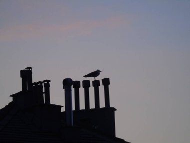 Genova, İtalya 07/24/2019: Gökdelenlerin çatısı üzerinde kuşun güzel başlığı. Yaz günlerinde bazı bulutlar ile arka planda Amazing turuncu günbatımı.