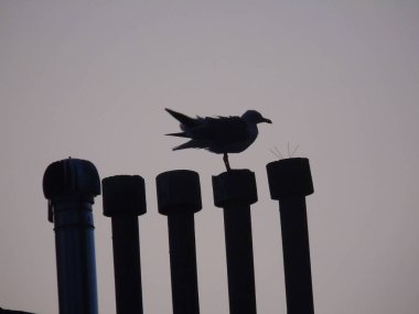 Genova, İtalya 07/24/2019: Gökdelenlerin çatısı üzerinde kuşun güzel başlığı. Yaz günlerinde bazı bulutlar ile arka planda Amazing turuncu günbatımı.