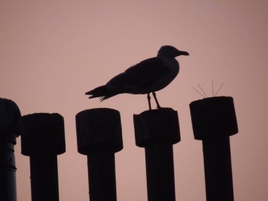 Genova, İtalya 07/24/2019: Gökdelenlerin çatısı üzerinde kuşun güzel başlığı. Yaz günlerinde bazı bulutlar ile arka planda Amazing turuncu günbatımı.