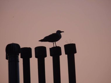 Genova, İtalya 07/24/2019: Gökdelenlerin çatısı üzerinde kuşun güzel başlığı. Yaz günlerinde bazı bulutlar ile arka planda Amazing turuncu günbatımı.