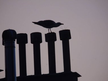 Genova, İtalya 07/24/2019: Gökdelenlerin çatısı üzerinde kuşun güzel başlığı. Yaz günlerinde bazı bulutlar ile arka planda Amazing turuncu günbatımı.