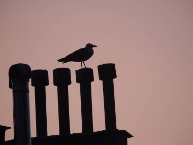 Genova, İtalya 07/24/2019: Gökdelenlerin çatısı üzerinde kuşun güzel başlığı. Yaz günlerinde bazı bulutlar ile arka planda Amazing turuncu günbatımı.