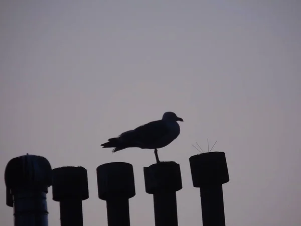 Genova Italy 2019 Beautiful Caption Bird Roof Skyscrapers Amazing Orange — Stock Photo, Image