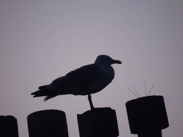 Genova Itália 2019 Bonita Legenda Pássaro Sobre Telhado Dos Arranha — Fotografia de Stock