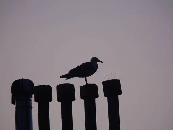 Genova Talya 2019 Gökdelenlerin Çatısı Üzerinde Kuşun Güzel Başlığı Yaz — Stok fotoğraf