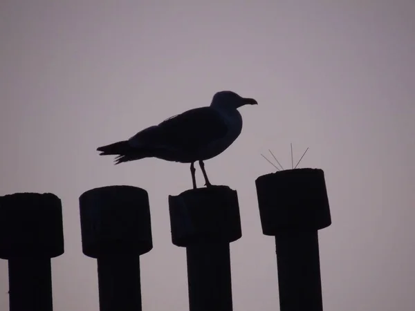 ジェノバ イタリア 2019 高層ビルの屋根の上に鳥の美しいキャプション 夏の日にいくつかの雲と背景に素晴らしいオレンジ色の夕日 — ストック写真