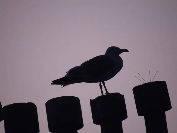 Genova Itália 2019 Bonita Legenda Pássaro Sobre Telhado Dos Arranha — Fotografia de Stock