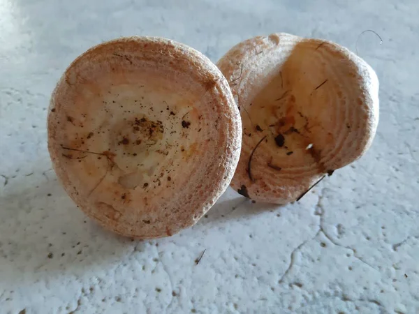 Frische Champignon Pilze Isoliert Auf Weißem Hintergrund Sommertag Aus Dem — Stockfoto