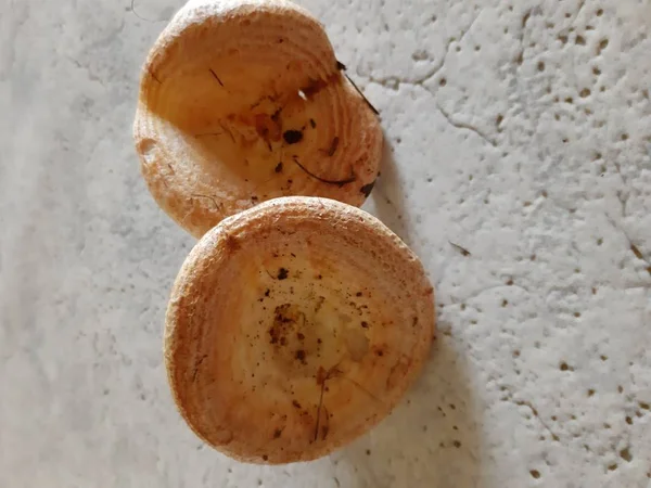 Frische Champignon Pilze Isoliert Auf Weißem Hintergrund Sommertag Aus Dem — Stockfoto