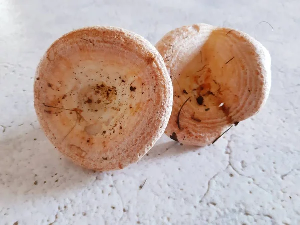 Frische Champignon Pilze Isoliert Auf Weißem Hintergrund Sommertag Aus Dem — Stockfoto