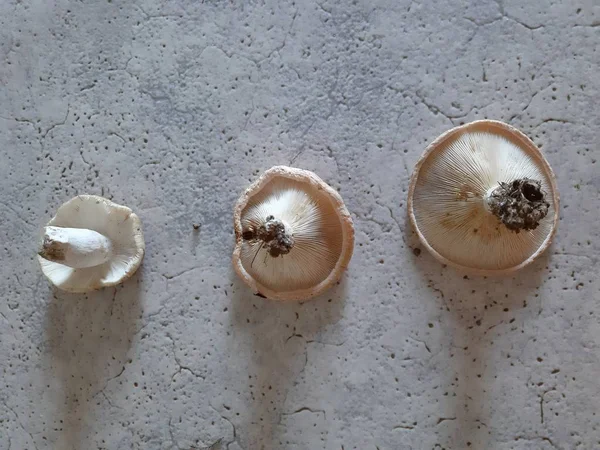 Funghi Champignon Freschi Isolati Sfondo Bianco Nella Giornata Estiva Dal — Foto Stock