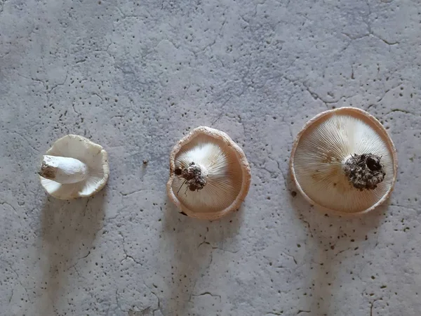 Funghi Champignon Freschi Isolati Sfondo Bianco Nella Giornata Estiva Dal — Foto Stock
