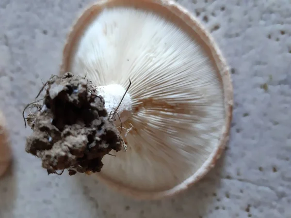 Funghi Champignon Freschi Isolati Sfondo Bianco Nella Giornata Estiva Dal — Foto Stock