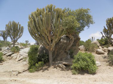 Eritre, Afrika - 08 / 10 / 2019: Asmara ve Massawa yakınlarındaki vilajları gezmek. Ağaçların, dağların ve Eritre 'de iklimi çok sıcak olan bazı eski tipik evlerin inanılmaz bir başlığı..