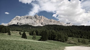 Trentino - Alto Adige, İtalya - 06 / 18 / 2020: Seceda zirvesinde muhteşem manzara. Trentino Alto Adige, Dolomites Alps, South Tyrol, Odle dağ sırası, Val Gardena. Sabah güneşinde mor çiçekler.