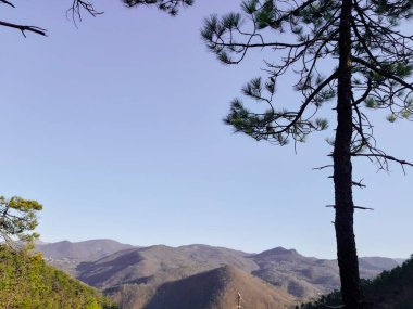 Cenova, İtalya - 06 / 22 / 2020: Doğanın güzel çiçekli bahar özeti. Çiçek açan kayısı makrosu dalları hafif açık mavi gökyüzü arka planına odaklanmış. 