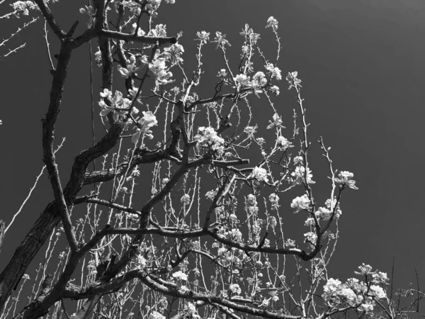 Genua Włochy 2020 Piękne Kwiatowe Wiosenne Abstrakcyjne Tło Natury Gałęzie — Zdjęcie stockowe