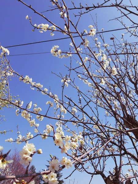 Genova 2020 Bella Primavera Floreale Sfondo Astratto Della Natura Rami — Foto Stock