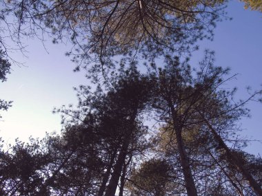 Cenova, İtalya - 06 / 29 / 2020: Doğanın güzel çiçekli bahar özeti. Çiçek açan kayısı makrosu dalları hafif açık mavi gökyüzü arka planına odaklanmış. 
