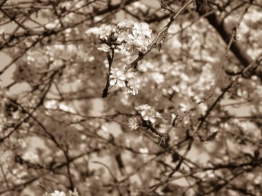Cenova, İtalya - 06 / 29 / 2020: Doğanın güzel çiçekli bahar özeti. Çiçek açan kayısı makrosu dalları hafif açık mavi gökyüzü arka planına odaklanmış. 