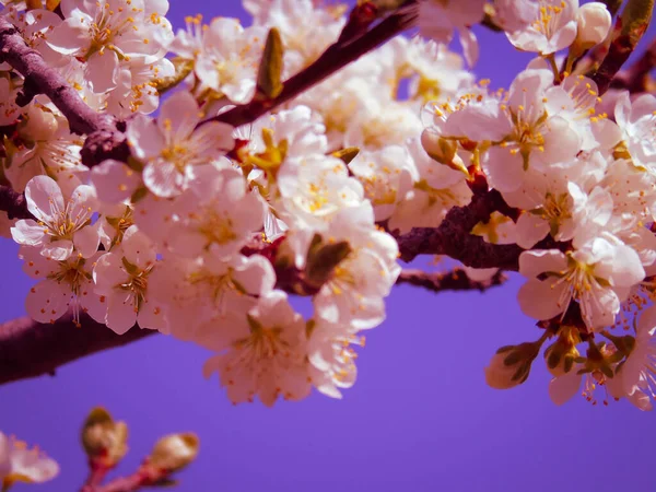 Genova Ιταλία 2020 Όμορφη Floral Άνοιξη Αφηρημένο Φόντο Της Φύσης — Φωτογραφία Αρχείου