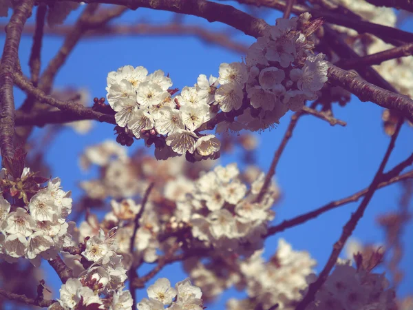 Genova 2020 Bella Primavera Floreale Sfondo Astratto Della Natura Rami — Foto Stock