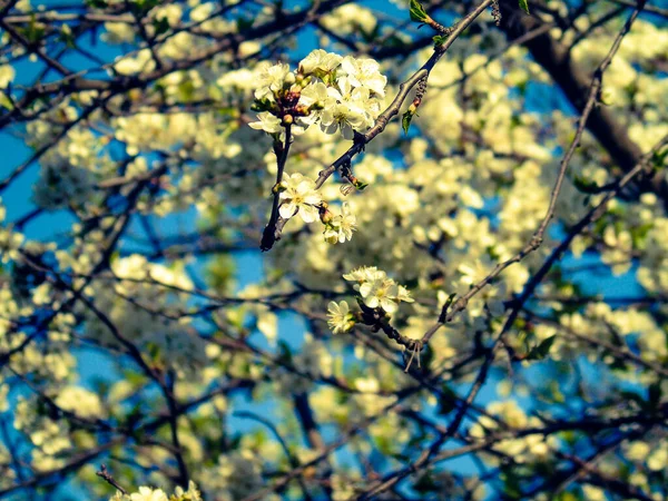 Gênes Italie 2020 Beau Printemps Floral Fond Abstrait Nature Branches — Photo