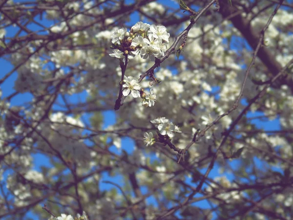 Génova Italia 2020 Hermoso Fondo Abstracto Primavera Floral Naturaleza Ramas — Foto de Stock