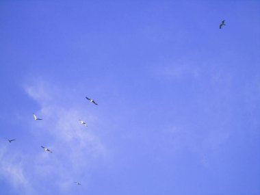 Yaz günlerinde kuşlar şehrin üzerinde uçuyor, farklı renklerde güzel, berrak gökyüzü..