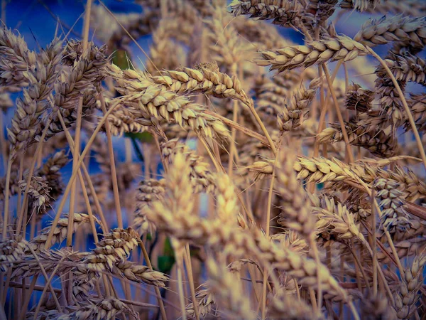 Liguria, Italy - 08/28/2020: Beautiful photography to a small wheat field from the village. Detailed capture of the seeds and the leaves. Macro photo in different colours.