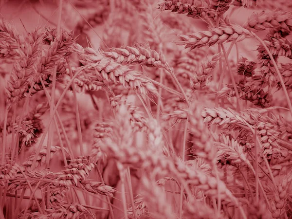 Liguria, Italy - 08/28/2020: Beautiful photography to a small wheat field from the village. Detailed capture of the seeds and the leaves. Macro photo in different colours.