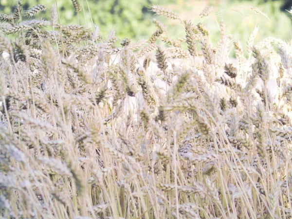 Liguria, Italy - 08/28/2020: Beautiful photography to a small wheat field from the village. Detailed capture of the seeds and the leaves. Macro photo in different colours.