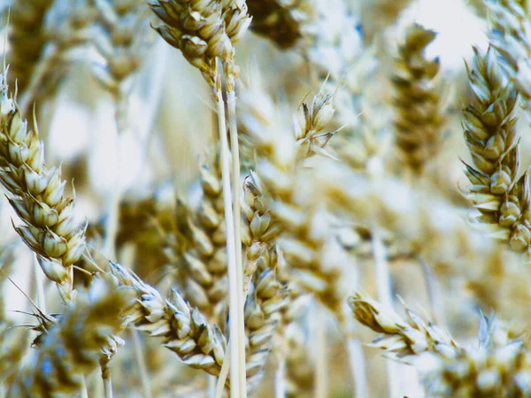 Ligurien Italien 2020 Schöne Fotografie Eines Kleinen Weizenfeldes Vom Dorf — Stockfoto