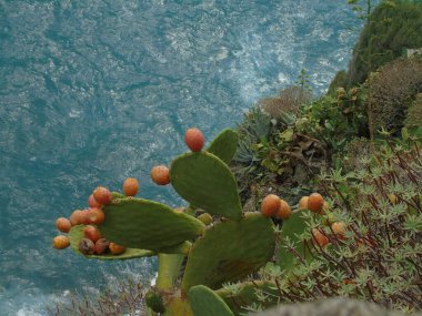 Cinque Terre, İtalya - 08 / 31 / 2020: Bir kıyı balıkçı köyünün güzel manzarası, pek çok küçük renkli ev manzarası, Cinque Terre adlı küçük İtalyan kasabasının geleneksel mimarisi