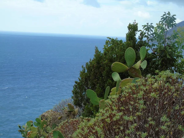 Cinque Terre, İtalya - 08 / 31 / 2020: Bir kıyı balıkçı köyünün güzel manzarası, pek çok küçük renkli ev manzarası, Cinque Terre adlı küçük İtalyan kasabasının geleneksel mimarisi