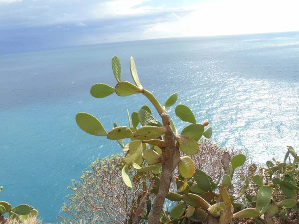 Cinque Terre Italia 2020 Hermoso Paisaje Pueblo Pesquero Costero Vista —  Fotos de Stock