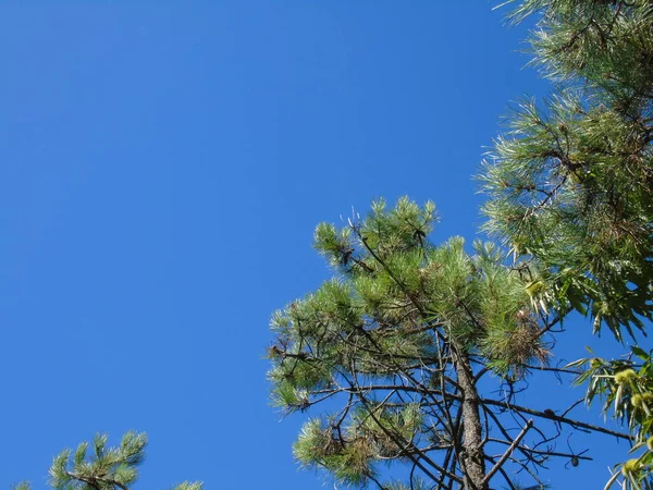 Liguria, İtalya - 09 / 01 / 2020: Liguria 'daki Monesteroli kasabasına giden denize bakan dik merdiven.