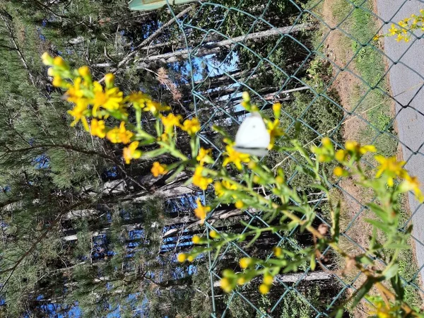 Liguria Italië 2019 Een Verbazingwekkend Bijschrift Van Oude Hoge Bomen — Stockfoto