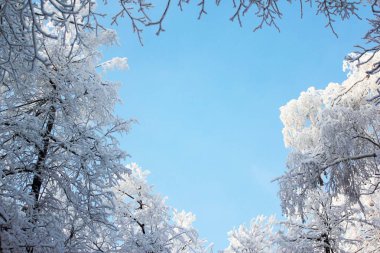   . Ayaz ağaçlar ve dalları karlı ormandaki. gökyüzü kar dallarında . 