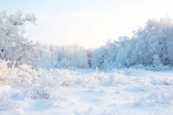 Drzewa Pokryte Śniegiem Zimowe Panorama Fairy Forest — Zdjęcie stockowe
