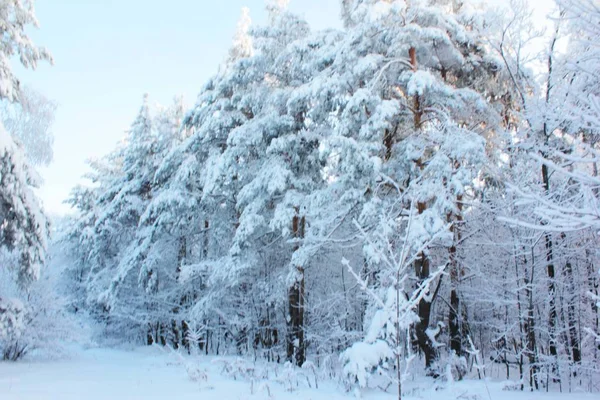 云杉森林在雪在日落天美丽的全景 — 图库照片